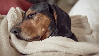 Brucella Canis, a bacterial infection that infects dogs, is not widely known, but its impact on canine health should not be underestimated. (Freepik) Brucella Canis, a bacterial infection that infects dogs, is not widely known, but its impact on canine health should not be underestimated. (Freepik)