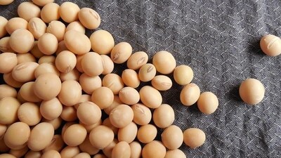 Protease inhibitors: In raw cereals and legumes, especially soybean, block enzymes that digest protein, hindering protein absorption.&nbsp; (Pixabay)