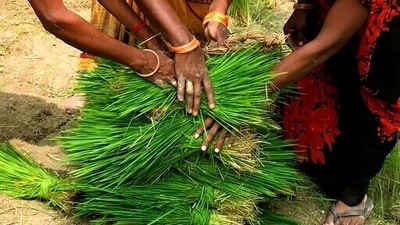 Indian women farmers place paddy saplings at one place before replanting in a field at Tiuri village, in the Indian state of Uttar Pradesh, Saturday, July 10, 2021. Agriculture is the main livelihood of more than 50 percent of India's population. Daily laborer who works in the fields earns approximately USD $1.8 a day. (AP Photo/Rajesh Kumar Singh) (AP)