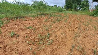 According to officials, approximately 75,160 hectares of crops have been damaged in Mysuru district. (HT Photo) According to officials, approximately 75,160 hectares of crops have been damaged in Mysuru district. (HT Photo)