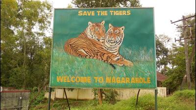 Every year, approximately 150,000 tourists visit Bandipur and Nagarhole tiger reserve encounter wild animals. (HT Archives) Every year, approximately 150,000 tourists visit Bandipur and Nagarhole tiger reserve encounter wild animals. (HT Archives)
