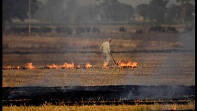 Punjab on Sunday reported 92 cases of stubble burning, a jump of 65% from Saturday when the state saw 32 incidents of farm fires. Punjab on Sunday reported 92 cases of stubble burning, a jump of 65% from Saturday when the state saw 32 incidents of farm fires.