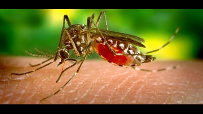 The advisory has been issued to take further measures to ensure that there are no mosquito breeding spots at the community level. (REPRESENTATIVE PIC) The advisory has been issued to take further measures to ensure that there are no mosquito breeding spots at the community level. (REPRESENTATIVE PIC)