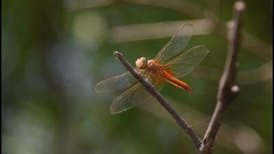 The survey was conducted from October 5-7 and found that the species count dipped in four out of the seven parks in Delhi. (HT Photo) The survey was conducted from October 5-7 and found that the species count dipped in four out of the seven parks in Delhi. (HT Photo)