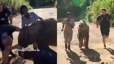 Zookeepers building up the confidence of the gentle giant after she fell during her morning run. (X/@susantananda3) Zookeepers building up the confidence of the gentle giant after she fell during her morning run. (X/@susantananda3)