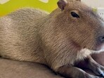 From TikTok to Tokyo: How Capybaras Conquered the Internet and Our Hearts .(FMくん マロンのぱぱ/Twitter.X) From TikTok to Tokyo: How Capybaras Conquered the Internet and Our Hearts .(FMくん マロンのぱぱ/Twitter.X)