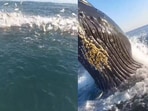 Snapshot of the whale that almost his the angler's boat. Snapshot of the whale that almost his the angler's boat.