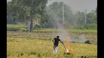 Farmers burn stubble after harvesting paddy crop (HT File)
