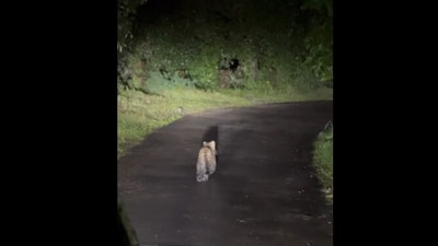 Snapshot of the leopard taking a stroll. (Instagram) Snapshot of the leopard taking a stroll. (Instagram)
