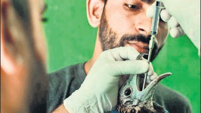 The Egyptian Vulture, an ‘endangered’ bird species by a recent report, was rescued from Indapur on October 6. (HT) The Egyptian Vulture, an ‘endangered’ bird species by a recent report, was rescued from Indapur on October 6. (HT)