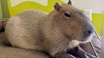 From TikTok to Tokyo: How Capybaras Conquered the Internet and Our Hearts .(FMくん マロンのぱぱ/Twitter.X) (Twitter. X) From TikTok to Tokyo: How Capybaras Conquered the Internet and Our Hearts .(FMくん マロンのぱぱ/Twitter.X) (Twitter. X)