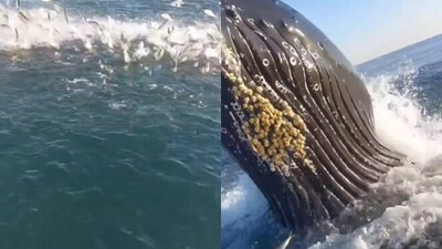 Snapshot of the whale that almost his the angler's boat. Snapshot of the whale that almost his the angler's boat.