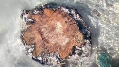 This warns us of a fatal catastrophe if a solar storm of this scale occurs today. This warns us of a fatal catastrophe if a solar storm of this scale occurs today.