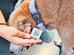 Ahead of PM visit, over 100 stray dogs in Kharghar get QR-coded collars