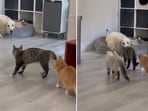 The image shows a cat going towards a dog with its gang. 