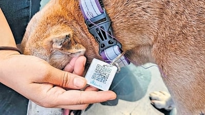 Ahead of PM visit, over 100 stray dogs in Kharghar get QR-coded collars Ahead of PM visit, over 100 stray dogs in Kharghar get QR-coded collars