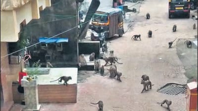 Forest dept to catch male monkeys to free Ghodbundar village from menace