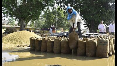 A labourer shifts sacks of paddy after rain at Bhagtanwala Grain Market, Amritsar, on Tuesday, October 10. (Sameer Sehgal/HT) A labourer shifts sacks of paddy after rain at Bhagtanwala Grain Market, Amritsar, on Tuesday, October 10. (Sameer Sehgal/HT)