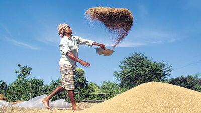 A latest review of the Pradhan Mantri Fasal Bima Yojana by the farm ministry, up until the current summer cropping season, shows an increase of 22% in the number of enrolled cultivators at 24.9 million (Reuters) A latest review of the Pradhan Mantri Fasal Bima Yojana by the farm ministry, up until the current summer cropping season, shows an increase of 22% in the number of enrolled cultivators at 24.9 million (Reuters)