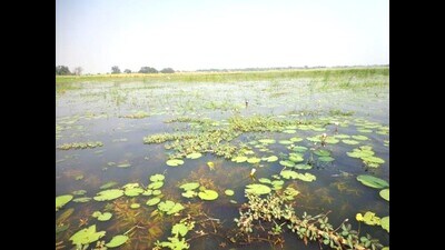 Alwara natural lake in Kaushambi infested with water hyacinth (HT Photo) Alwara natural lake in Kaushambi infested with water hyacinth (HT Photo)