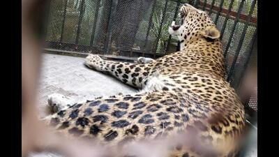 At least 50 forest guards are deployed to patrol, and camera traps as well as other cages, have been set in the related area. (REPRESENTATIVE PIC)