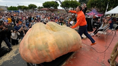 A pumpkin called "Michael Jordan," grown by Travis Gienger of Anoka, Minn., is displayed before being weighed at the Safeway 50th annual World Championship Pumpkin Weigh-Off in Half Moon Bay, Calif., Monday, Oct. 9, 2023.(AP Photo/Eric Risberg) (AP) A pumpkin called "Michael Jordan," grown by Travis Gienger of Anoka, Minn., is displayed before being weighed at the Safeway 50th annual World Championship Pumpkin Weigh-Off in Half Moon Bay, Calif., Monday, Oct. 9, 2023.(AP Photo/Eric Risberg) (AP)