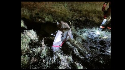 Snapshot of the horse stuck in a bog. Snapshot of the horse stuck in a bog.