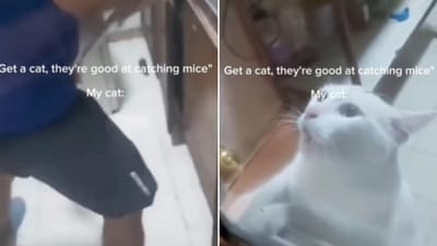 The image shows a cat trying to get away from a mouse. (Instagram/@shanto_sk_rony) The image shows a cat trying to get away from a mouse. (Instagram/@shanto_sk_rony)