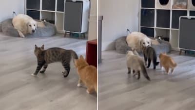 The image shows a cat going towards a dog with its gang. (Reddit/@ron_fury) The image shows a cat going towards a dog with its gang. (Reddit/@ron_fury)