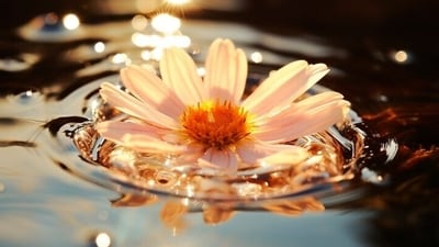 Focussing on the present moment, filling our hearts with gratitude and love, and giving up unrealistic expectations are the habits one can inculcate for a happy and stress-free life. (Freepik) Focussing on the present moment, filling our hearts with gratitude and love, and giving up unrealistic expectations are the habits one can inculcate for a happy and stress-free life. (Freepik)