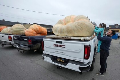 Brooks Taner lifts his six-year-old daughter Sevilen to take a closer look at a pumpkin before it was weighed at the Safeway 50th annual World Championship Pumpkin Weigh-Off in Half Moon Bay, Calif., Monday, Oct. 9, 2023. (AP Photo/Eric Risberg) (AP) Brooks Taner lifts his six-year-old daughter Sevilen to take a closer look at a pumpkin before it was weighed at the Safeway 50th annual World Championship Pumpkin Weigh-Off in Half Moon Bay, Calif., Monday, Oct. 9, 2023. (AP Photo/Eric Risberg) (AP)
