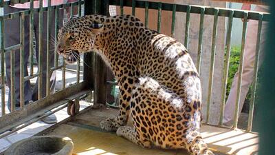 After catching the leopard, allegedly involved in the child attack incident, it has now been sent to the Animal Rescue Centre in Manikdoh, Junnar tehsil. (REPRESENTATIVE PHOTO) After catching the leopard, allegedly involved in the child attack incident, it has now been sent to the Animal Rescue Centre in Manikdoh, Junnar tehsil. (REPRESENTATIVE PHOTO)