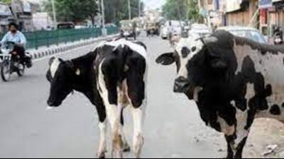 Close to 14 lakh stray cattle are already in cow protection centres but more than three lakh are still believed to be roaming free. (For Representation)