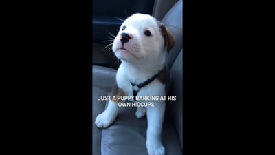 The image shows a puppy barking at its own hiccups. (Instagram/@flyingspaghettim0nster) The image shows a puppy barking at its own hiccups. (Instagram/@flyingspaghettim0nster)