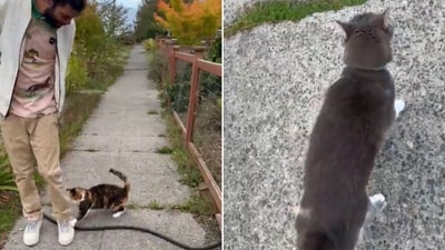The image shows the man approaching a cat to ask it if he can pet it. (Reddit/@Catluminati ) The image shows the man approaching a cat to ask it if he can pet it. (Reddit/@Catluminati )