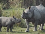 Kaziranga National Park and Tiger Reserve in Assam to reopen for tourists from October 15 