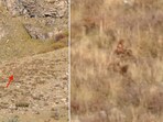 The image shows a creature in the bushes that a US couple claimed is Bigfoot. The image shows a creature in the bushes that a US couple claimed is Bigfoot.