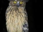 Buffy fish owl. (Sourced)
