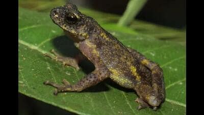 Bufoides bhupathyi, the newly discovered toad species. (Photo by Benjamin Tapley.) Bufoides bhupathyi, the newly discovered toad species. (Photo by Benjamin Tapley.)