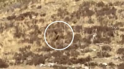 The creature was seen roaming through the San Juan National Forest on two legs, near the New Mexico and Utah borders (bt92.travels/Instagram) The creature was seen roaming through the San Juan National Forest on two legs, near the New Mexico and Utah borders (bt92.travels/Instagram)