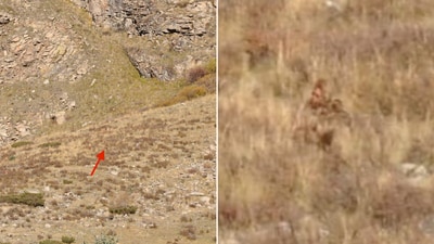 The image shows a creature in the bushes that a US couple claimed is Bigfoot. (Facebook/@Shannon Parker) The image shows a creature in the bushes that a US couple claimed is Bigfoot. (Facebook/@Shannon Parker)