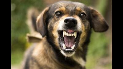For the safety of public, the Chandigarh municipal corporation (MC) is mulling to ban six ‘ferocious’ dog breeds --American Bull Dog, American Pitbull, Bull Terrier, Cane Corso, Dogo Argentino, and Rottweiler, in the city. (Getty Images/iStockphoto)