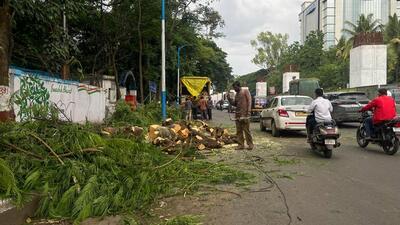 The PMC tree authority had earlier given permission to cut 192 trees on the stretch for proposed road widening. Environmentalists and residents approached the court. (Hindustan Times) The PMC tree authority had earlier given permission to cut 192 trees on the stretch for proposed road widening. Environmentalists and residents approached the court. (Hindustan Times)