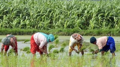 The SDM mentioned that farmers are bringing their crops in the mandis of Jagraon without any hesitation as they are experiencing swift procurement of their crops. (HT File)