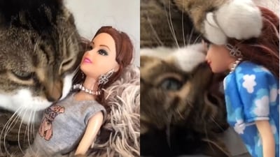 Viral Video: Cat playing with Barbie dolls. (Instagram/@cats_of_instagram)