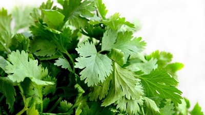 Coriander Leaves (Dhaniya), often used as a garnish, give dishes a fresh and herby taste. (File Photo)