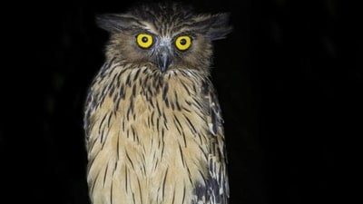 Buffy fish owl. (Sourced)