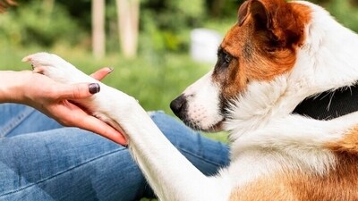 Pet parents can also go for a soft and padded bedding for their dog and make meal experiences comfortable by keeping food at their elbow length so they don't have to strain. (Freepik) Pet parents can also go for a soft and padded bedding for their dog and make meal experiences comfortable by keeping food at their elbow length so they don't have to strain. (Freepik)
