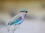 Birds such as the Indian roller, Great grey shrike, Isabelline wheatear and Rufous-tailed lark have declined sharply. These are birds of “open habitats” that encompass scrublands, grasslands, deserts and arid landscapes