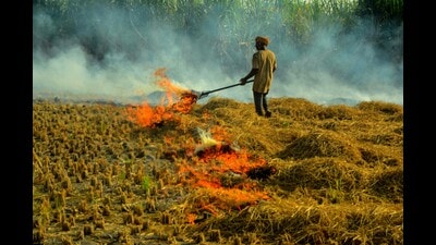 A farm worker burns stubble after harvesting of paddy crop at a village near Patiala on Friday. (PTI) A farm worker burns stubble after harvesting of paddy crop at a village near Patiala on Friday. (PTI)